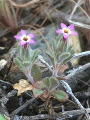 Collomia diversifolia