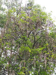 Thamnophilus multistriatus