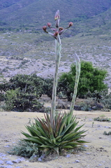 Agave gentryi