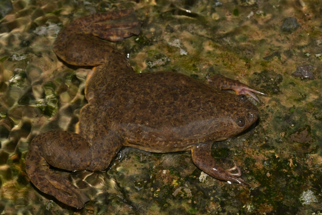 Marsabit Clawed Frog (Xenopus borealis)