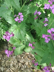 Lunaria annua