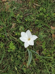 Zephyranthes drummondii