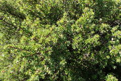 Cliffortia tridentata