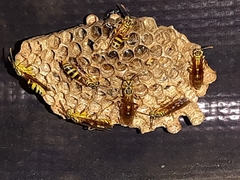 Mischocyttarus basimacula