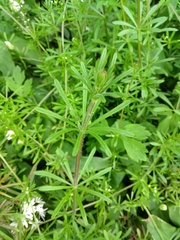 Galium aparine