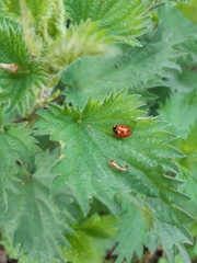 Coccinella septempunctata
