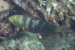 Chlorurus bleekeri
