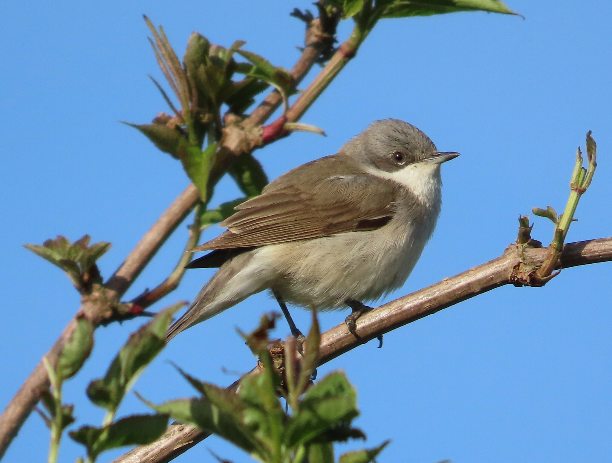 Lesser Whitethroat (Curruca curruca)