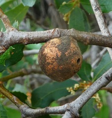 Disholcaspis simulata