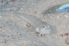 Valenciennea puellaris
