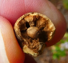 Disholcaspis simulata