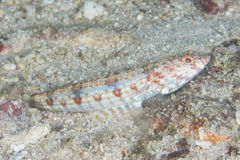 Synodus dermatogenys