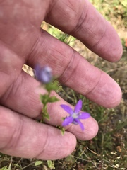 Triodanis biflora