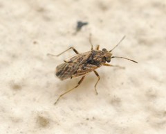 Nysius ericae