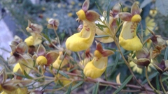 Calceolaria buchtieniana