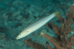 Hologymnosus doliatus