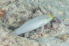 Valenciennea strigata