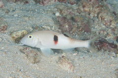 Parupeneus pleurostigma