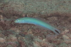 Ptereleotris heteroptera