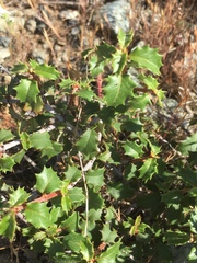 Ceanothus jepsonii