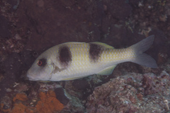 Parupeneus crassilabris