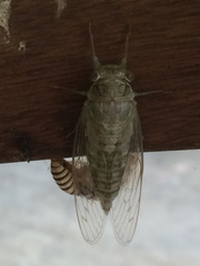 Neocicada hieroglyphica