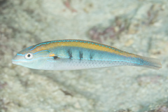 Stethojulis notialis