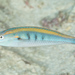 Southern Wrasse - Photo (c) Mark Rosenstein, some rights reserved (CC BY-NC), uploaded by Mark Rosenstein