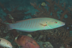 Hologymnosus doliatus