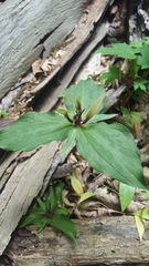 Trillium viridescens