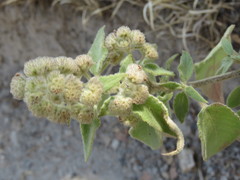 Hyptis oblongifolia