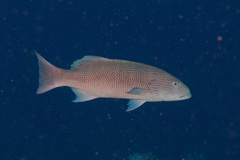 Plectropomus oligacanthus