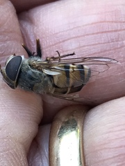 Copestylum isabellina