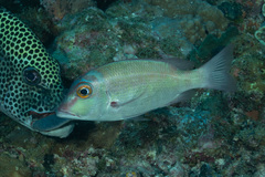 Lethrinus erythropterus