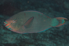 Filament-Finned Parrotfish photo 5