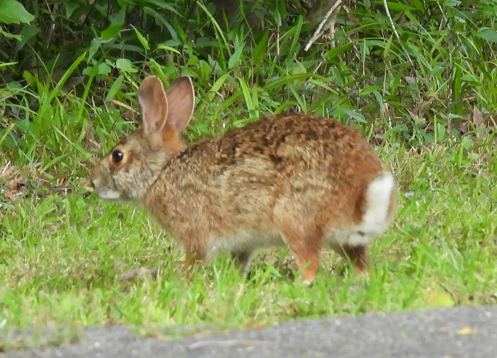 Swamp Rabbit from Tickfaw State Park, LA, USA on April 28, 2024 at 08: ...