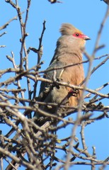 Urocolius indicus indicus