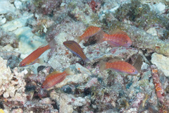 Paracheilinus filamentosus