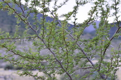 Vachellia farnesiana