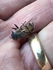 Copestylum isabellina