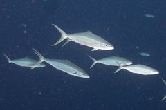 Elagatis bipinnulata
