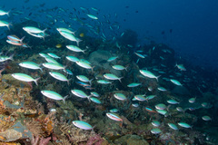 Pterocaesio tessellata