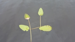 Nuphar ulvacea