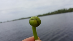 Nuphar ulvacea