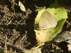 Paryphthimoides poltys