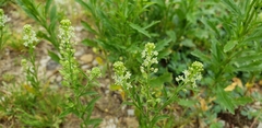Lepidium austrinum