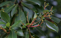 Machilus chekiangensis