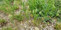 Lepidium austrinum