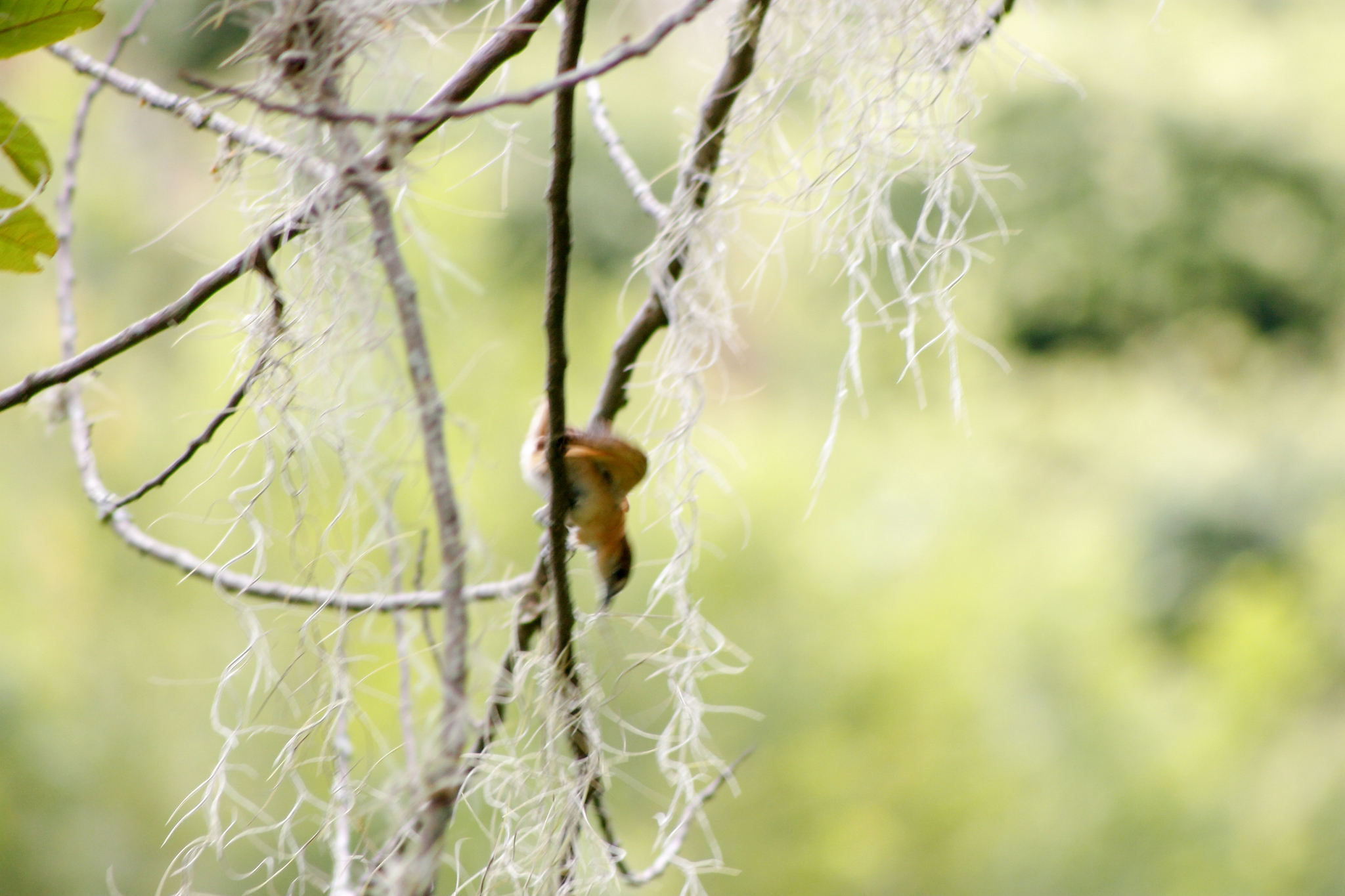 Cinereous Becard (Pachyramphus rufus), photo 2