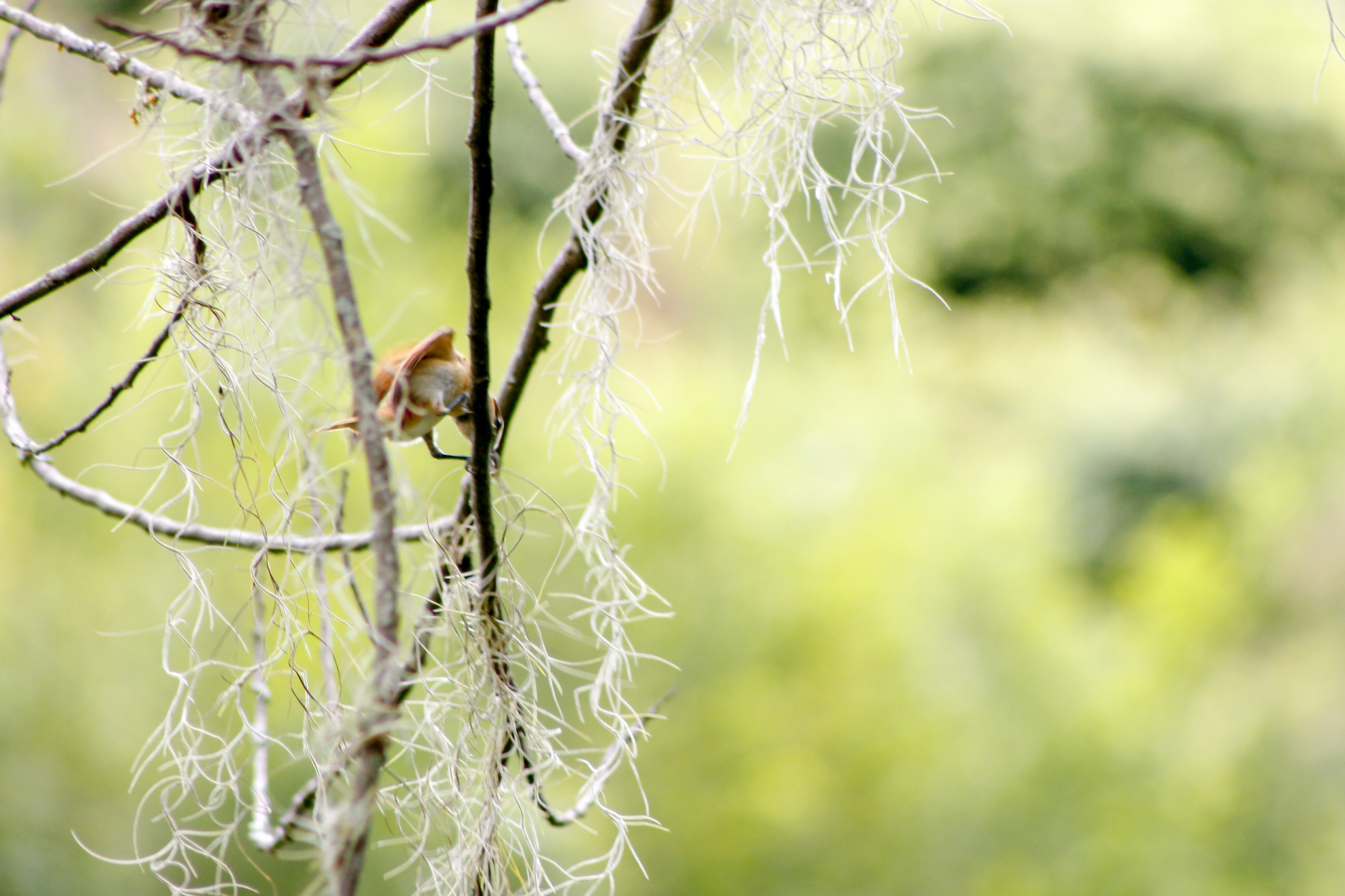 Cinereous Becard (Pachyramphus rufus), photo 3